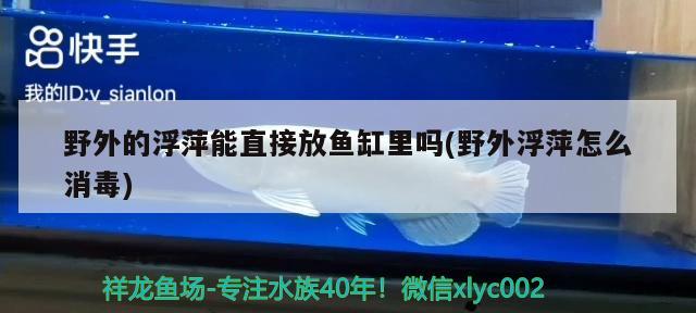 野外的浮萍能直接放魚缸里嗎(野外浮萍怎么消毒) 觀賞魚市場