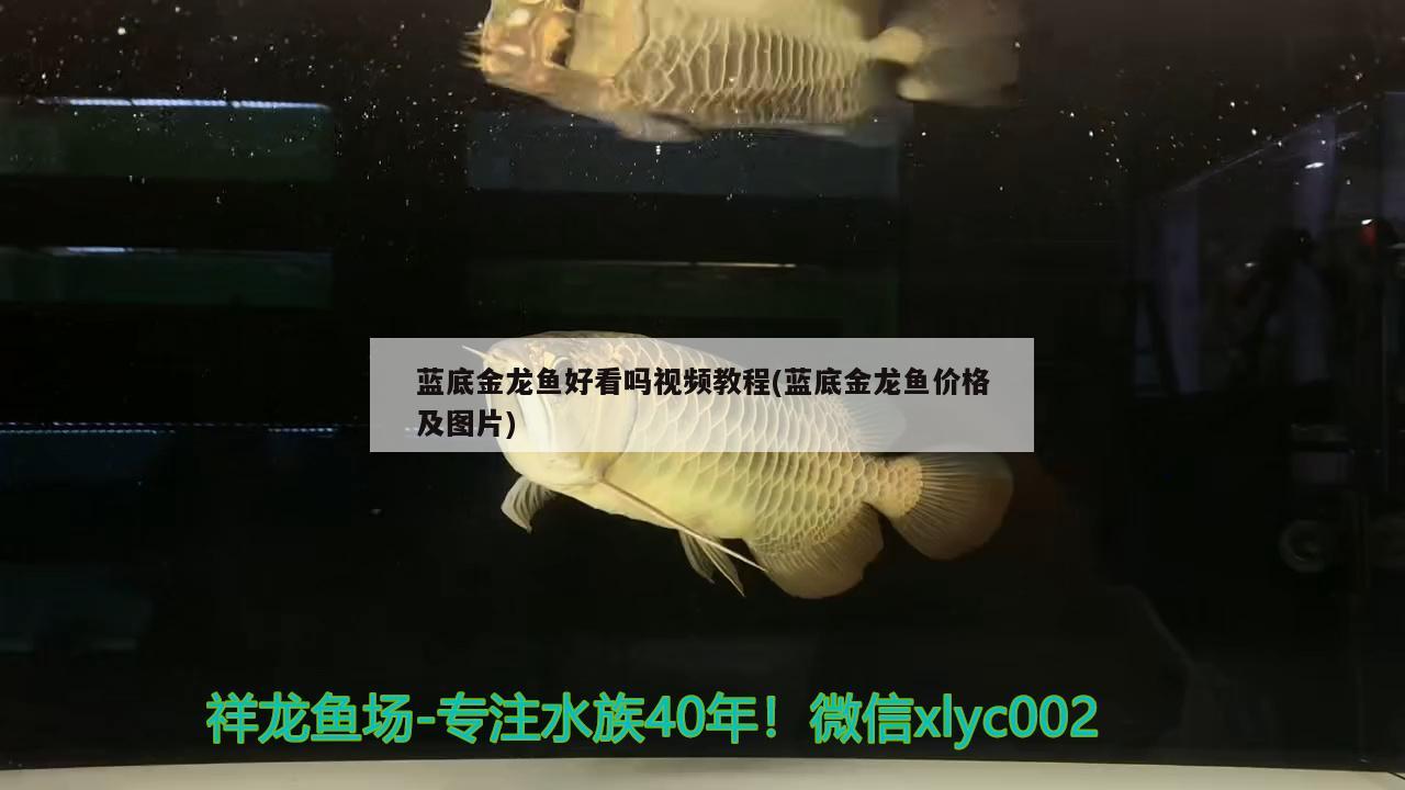 藍底金龍魚好看嗎視頻教程(藍底金龍魚價格及圖片)