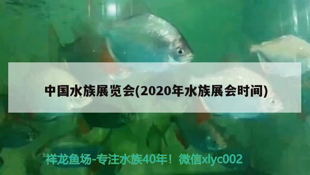 中國水族展覽會(2020年水族展會時間)