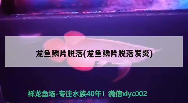 龍魚鱗片脫落(龍魚鱗片脫落發(fā)炎) 2025第29屆中國國際寵物水族展覽會CIPS（長城寵物展2025 CIPS）