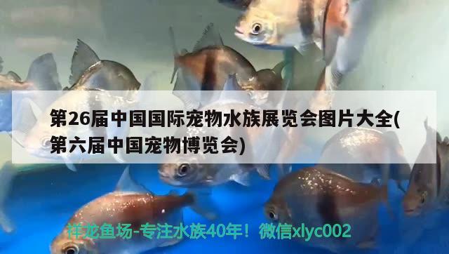 第26屆中國國際寵物水族展覽會圖片大全(第六屆中國寵物博覽會)