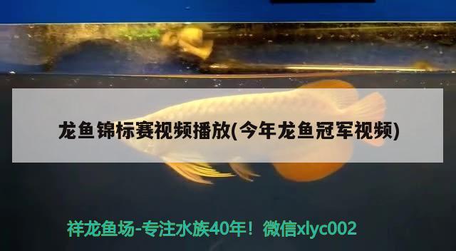 龍魚錦標(biāo)賽視頻播放(今年龍魚冠軍視頻) 2025第29屆中國國際寵物水族展覽會CIPS（長城寵物展2025 CIPS）