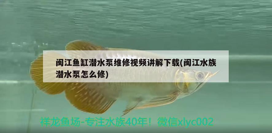 閩江魚缸潛水泵維修視頻講解下載(閩江水族潛水泵怎么修) 帝王迷宮魚