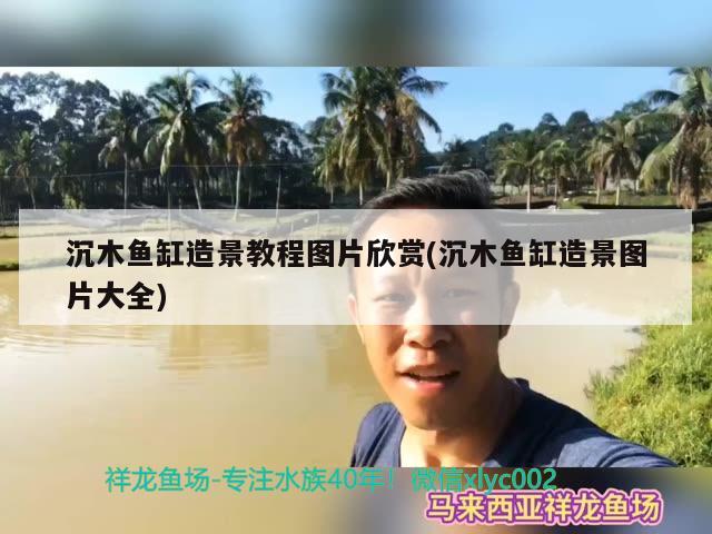 沉木魚缸造景教程圖片欣賞(沉木魚缸造景圖片大全) 二氧化碳設(shè)備