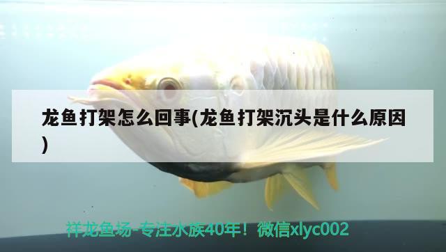 龍魚打架怎么回事(龍魚打架沉頭是什么原因) 2024第28屆中國國際寵物水族展覽會(huì)CIPS（長城寵物展2024 CIPS）