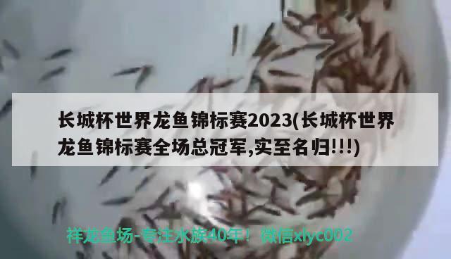 長城杯世界龍魚錦標(biāo)賽2023(長城杯世界龍魚錦標(biāo)賽全場總冠軍,實至名歸!!!)