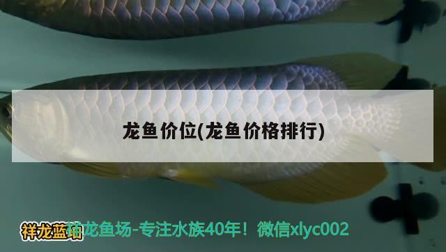 龍魚(yú)價(jià)位(龍魚(yú)價(jià)格排行) 2024第28屆中國(guó)國(guó)際寵物水族展覽會(huì)CIPS（長(zhǎng)城寵物展2024 CIPS）