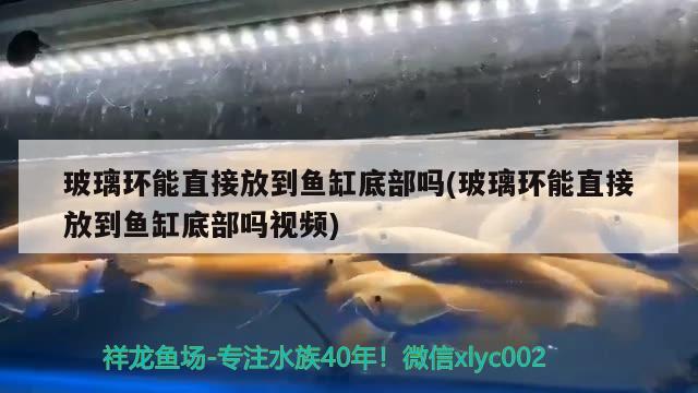 玻璃環(huán)能直接放到魚缸底部嗎(玻璃環(huán)能直接放到魚缸底部嗎視頻)