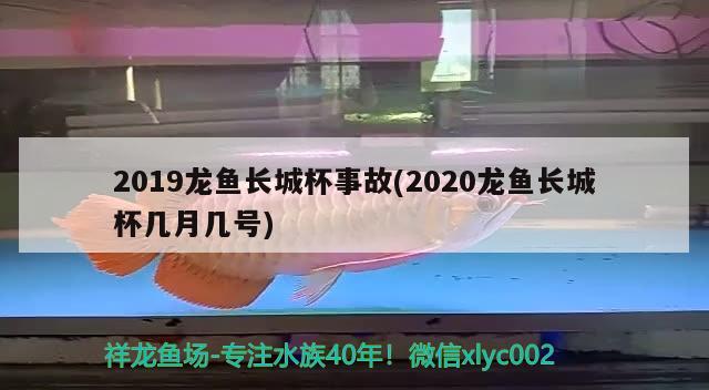 2019龍魚長城杯事故(2020龍魚長城杯幾月幾號) 2024第28屆中國國際寵物水族展覽會(huì)CIPS（長城寵物展2024 CIPS）