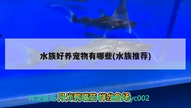 水族好養(yǎng)寵物有哪些(水族推薦) 2024第28屆中國國際寵物水族展覽會CIPS（長城寵物展2024 CIPS）