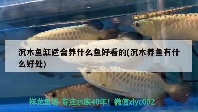 沉木魚缸適合養(yǎng)什么魚好看的(沉木養(yǎng)魚有什么好處) 黃金招財(cái)貓魚