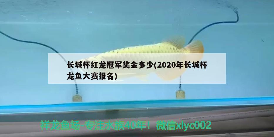 長城杯紅龍冠軍獎金多少(2020年長城杯龍魚大賽報名)