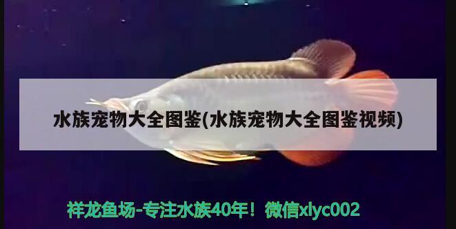 水族寵物大全圖鑒(水族寵物大全圖鑒視頻) 2024第28屆中國國際寵物水族展覽會CIPS（長城寵物展2024 CIPS）