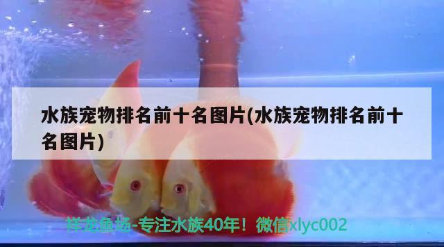 水族寵物排名前十名圖片(水族寵物排名前十名圖片) 2024第28屆中國國際寵物水族展覽會(huì)CIPS（長城寵物展2024 CIPS）