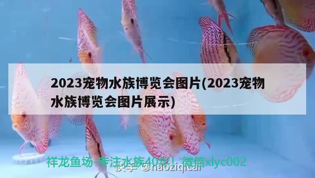 2023寵物水族博覽會圖片(2023寵物水族博覽會圖片展示)