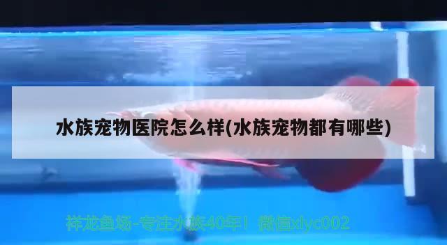 水族寵物醫(yī)院怎么樣(水族寵物都有哪些) 2024第28屆中國國際寵物水族展覽會(huì)CIPS（長城寵物展2024 CIPS）