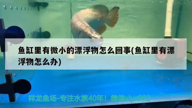 魚缸里有微小的漂浮物怎么回事(魚缸里有漂浮物怎么辦)