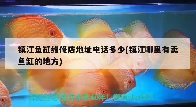 鎮(zhèn)江魚缸維修店地址電話多少(鎮(zhèn)江哪里有賣魚缸的地方) 玫瑰銀版魚