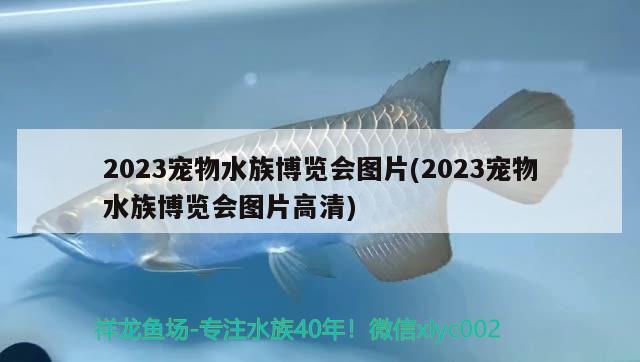 2023寵物水族博覽會圖片(2023寵物水族博覽會圖片高清)