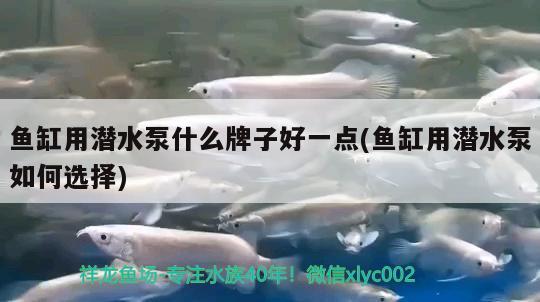 魚(yú)缸用潛水泵什么牌子好一點(diǎn)(魚(yú)缸用潛水泵如何選擇) 銀古魚(yú)苗