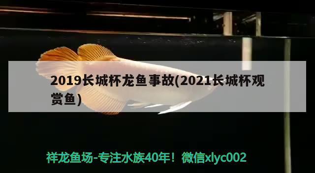 2019長(zhǎng)城杯龍魚事故(2021長(zhǎng)城杯觀賞魚) 2024第28屆中國(guó)國(guó)際寵物水族展覽會(huì)CIPS（長(zhǎng)城寵物展2024 CIPS）