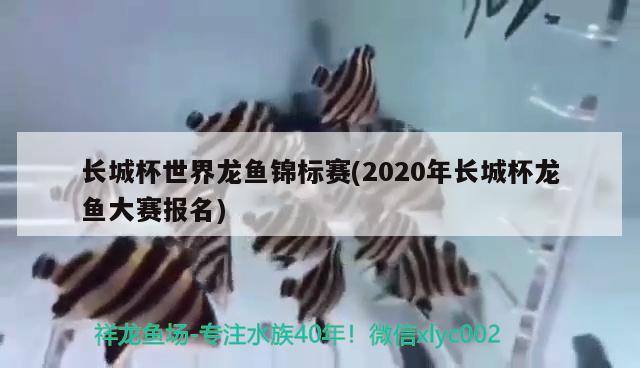 長城杯世界龍魚錦標賽(2020年長城杯龍魚大賽報名)