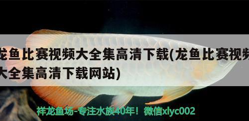 龍魚比賽視頻大全集高清下載(龍魚比賽視頻大全集高清下載網(wǎng)站) 2024第28屆中國(guó)國(guó)際寵物水族展覽會(huì)CIPS（長(zhǎng)城寵物展2024 CIPS）