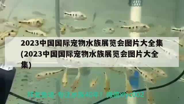 2023中國國際寵物水族展覽會圖片大全集(2023中國國際寵物水族展覽會圖片大全集)