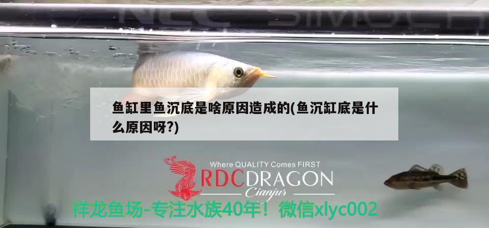 魚缸里魚沉底是啥原因造成的(魚沉缸底是什么原因呀?) 金龍魚糧