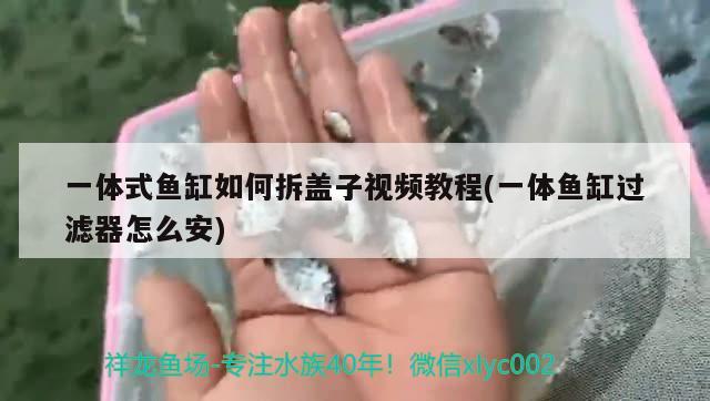 一體式魚缸如何拆蓋子視頻教程(一體魚缸過濾器怎么安) 大嘴鯨魚 第2張