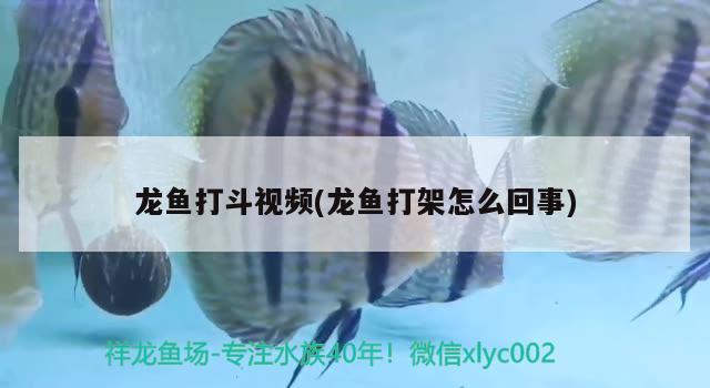 龍魚打斗視頻(龍魚打架怎么回事)