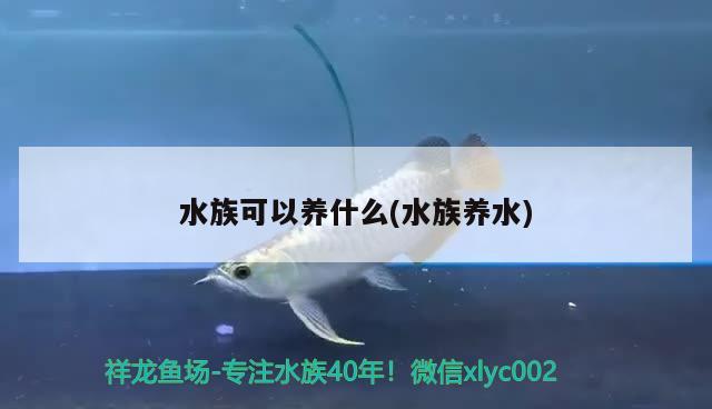 水族可以養(yǎng)什么(水族養(yǎng)水) 2024第28屆中國(guó)國(guó)際寵物水族展覽會(huì)CIPS（長(zhǎng)城寵物展2024 CIPS）