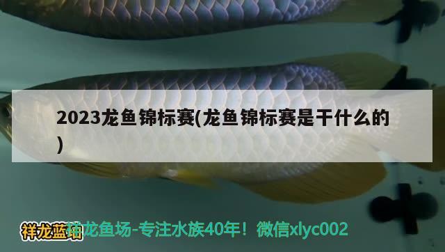 2023龍魚錦標(biāo)賽(龍魚錦標(biāo)賽是干什么的)