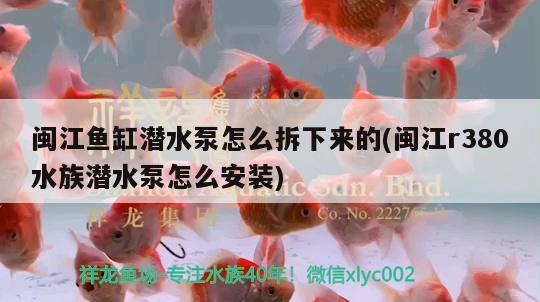 閩江魚缸潛水泵怎么拆下來的(閩江r380水族潛水泵怎么安裝)