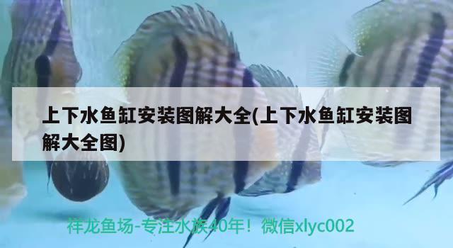 上下水魚缸安裝圖解大全(上下水魚缸安裝圖解大全圖) 委內(nèi)瑞拉奧里諾三間魚苗