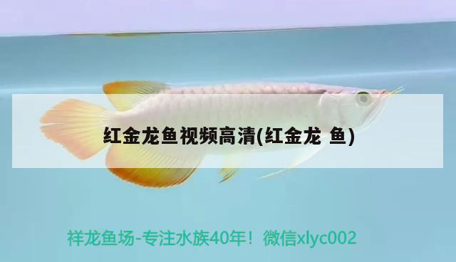 紅金龍魚視頻高清(紅金龍魚)