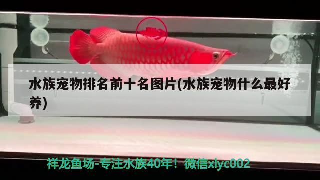 水族寵物排名前十名圖片(水族寵物什么最好養(yǎng)) 2025第29屆中國國際寵物水族展覽會CIPS（長城寵物展2025 CIPS）