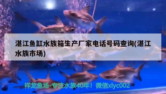 湛江魚缸水族箱生產(chǎn)廠家電話號(hào)碼查詢(湛江水族市場(chǎng)) 魚缸/水族箱