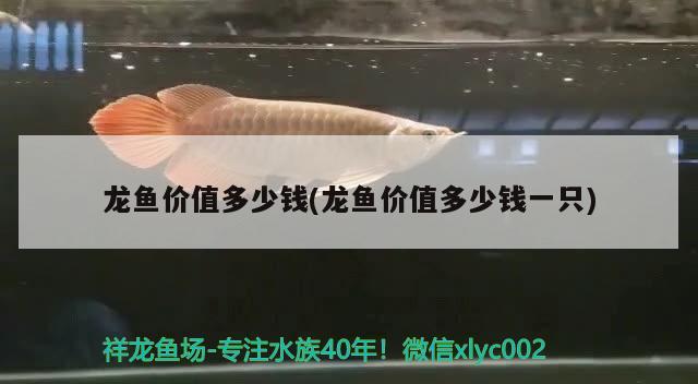 龍魚價值多少錢(龍魚價值多少錢一只)