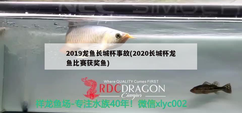 2019龍魚(yú)長(zhǎng)城杯事故(2020長(zhǎng)城杯龍魚(yú)比賽獲獎(jiǎng)魚(yú))