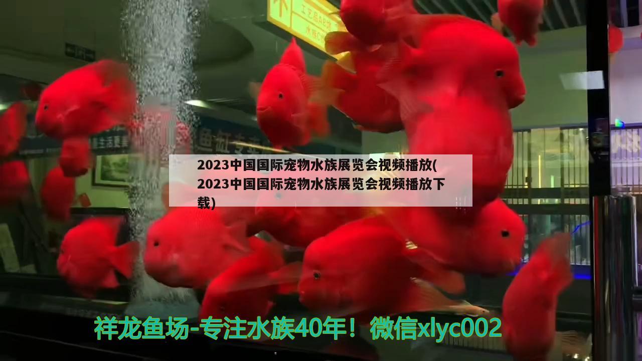 2023中國(guó)國(guó)際寵物水族展覽會(huì)視頻播放(2023中國(guó)國(guó)際寵物水族展覽會(huì)視頻播放下載)