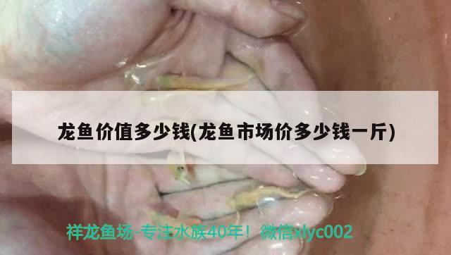 龍魚價值多少錢(龍魚市場價多少錢一斤)