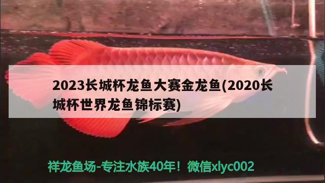 2023長(zhǎng)城杯龍魚(yú)大賽金龍魚(yú)(2020長(zhǎng)城杯世界龍魚(yú)錦標(biāo)賽)