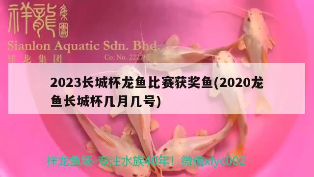 2023長(zhǎng)城杯龍魚比賽獲獎(jiǎng)魚(2020龍魚長(zhǎng)城杯幾月幾號(hào))