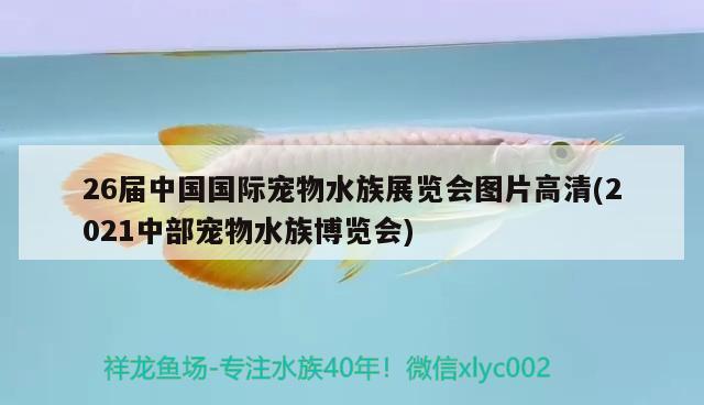 26屆中國國際寵物水族展覽會圖片高清(2021中部寵物水族博覽會)