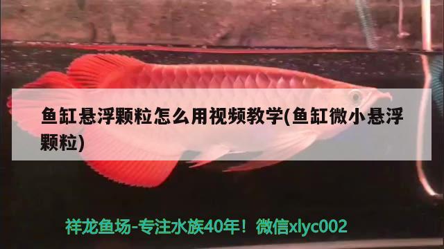 魚缸懸浮顆粒怎么用視頻教學(xué)(魚缸微小懸浮顆粒) 金三間魚