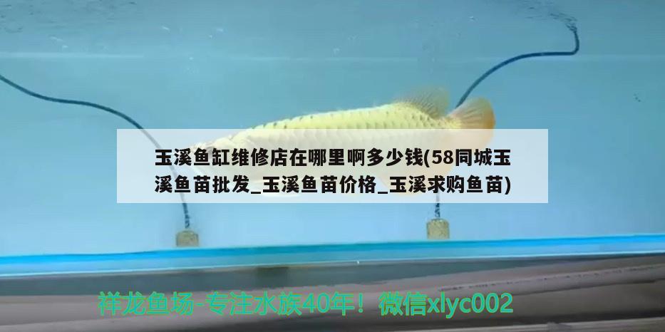 玉溪魚缸維修店在哪里啊多少錢(58同城玉溪魚苗批發(fā)_玉溪魚苗價格_玉溪求購魚苗) 生態(tài)瓶/創(chuàng)意缸/桌面微景缸