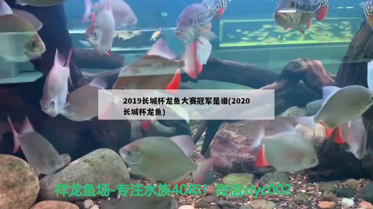 2019長城杯龍魚大賽冠軍是誰(2020長城杯龍魚) 2024第28屆中國國際寵物水族展覽會CIPS（長城寵物展2024 CIPS）