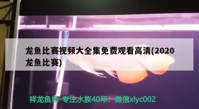 龍魚比賽視頻大全集免費(fèi)觀看高清(2020龍魚比賽)