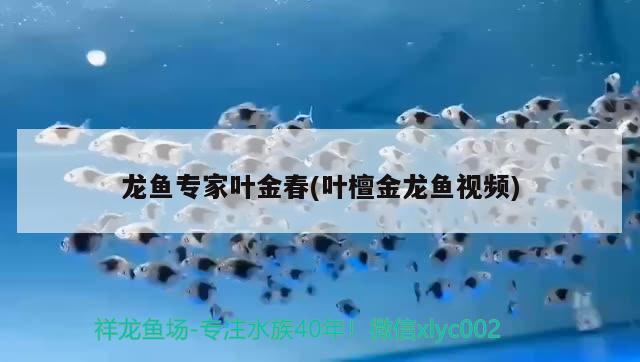 龍魚專家葉金春(葉檀金龍魚視頻) 2024第28屆中國國際寵物水族展覽會CIPS（長城寵物展2024 CIPS） 第2張